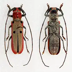 Prosopocera octomaculata