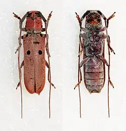 Prosopocera thomsoni