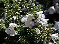 Prostanthera (Prostanthera cuneata)