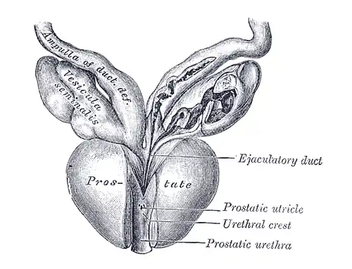 Ejaculatory duct = Conductos eyaculadores.