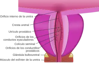 Sección coronal de la próstata adulta, en la que se puede apreciar el utrículo prostático abriéndose a la uretra.