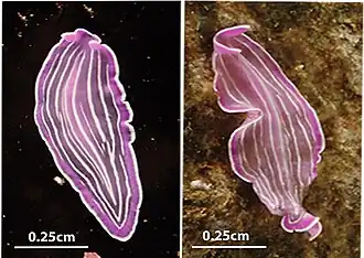 Ejemplares de P. roseus en la Ría de Arosa, España
