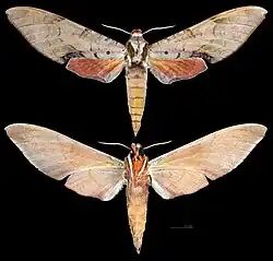 Protambulyx carteri- MHNT