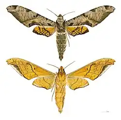 Protambulyx eurycles - MHNT