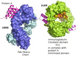 Proteína A unida a las fracciones Fab y Fc de una inmunoglobulina.