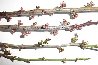 P. vachuschtii (arriba) y P. cerasifera (abajo)