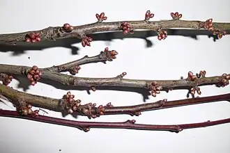 Capullos de flores y brotes