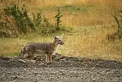 El zorro gris patagónico es una de las dos especies que conviven, la otra es la del zorro gris pampeano.