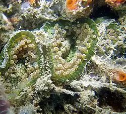 Corynactis globulifera variación verde