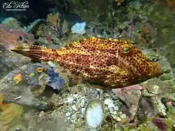 Pseudomonacanthus macrurus