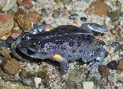 Pseudophryne bibronii