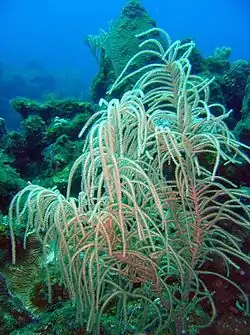 Antillogorgia americana.