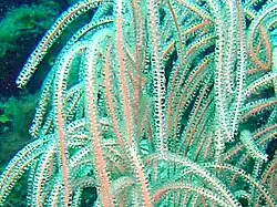 Vista de pólipos de A. americana