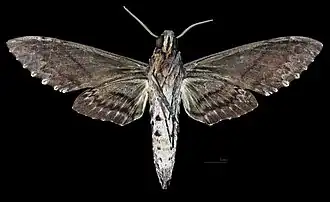 Pseudosphinx tetrio ♂ △