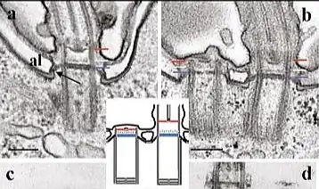 Membrana ciliar, continuidad con la membrana de la célula (arriba).