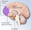 vista medial del hemisferio cerebral derecho mostrando la ubicación de la corteza prefrontal en la parte frontal del cerebro y más específicamente la corteza prefrontal medial y ventromedial.