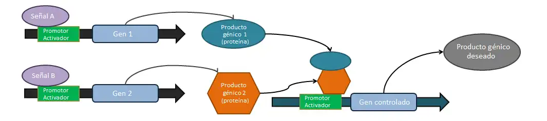 La puerta AND lógica.[10]​[11]​ Si la señal A Y la señal B están presnetes, entonces el compuesto génico deseado se producirá. Todos los promotores deseados son inducibles, activados por los productos génicos mostrados. Cada señal activa la expresión de un gen separado (mostrado en azul claro). Las proteínas expresadas pueden ya sea formar un complejo completo en el citosol que sea capaz de activar la expresión del producto o pueden actuar de manera separada para inducir la expresión, como puede ser remover de manera separada una proteína inhibitoria e induciendo la activación del promotor ahora sin inhibición.