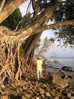 La jungla encuentra al mar. Costa rocosa de la isla 'Tiga'