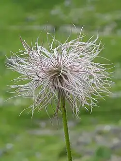En aquenio: Pulsatilla alpina