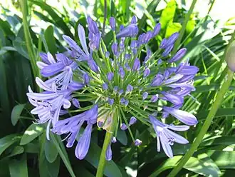 Inflorescencia de Agapanthus.