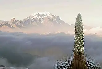 Bromelias (bromeliceae)