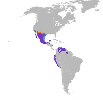 Distribución del género Pyrocephalus en América continental. También vive en las islas Galápagos.