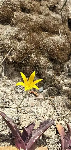 Pyrolirion boliviense en el Valle de la Luna en la Paz, Bolivia.