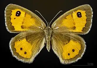 Pyronia bathseba ♀