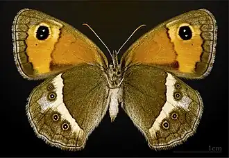 Pyronia bathseba ♀ △