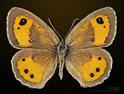 Pyronia bathseba ♂