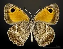 Pyronia cecilia ♂ △