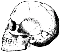 Primitivo moderno infantil de Qafzeh (Israel), con una fecha de 90 000 adC