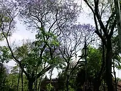Alameda de la Colonia Santa María la Ribera con jacarandas floreadas.