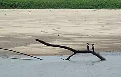Vista de la fauna en el Río Mamoré en Bolivia.