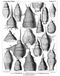 Variedad de Nassellaria (Haeckel 1887)