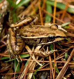 Lithobates berlandieri rana leopardo, del sur de Norteamérica y Centroamérica