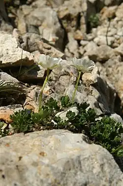 Ranunculus alpestris en su habitat