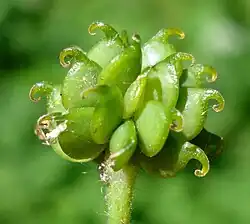 Poliaquenio en Ranunculus.