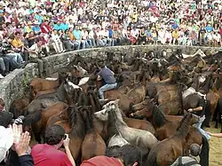 Rapa das Bestas de Sabucedo