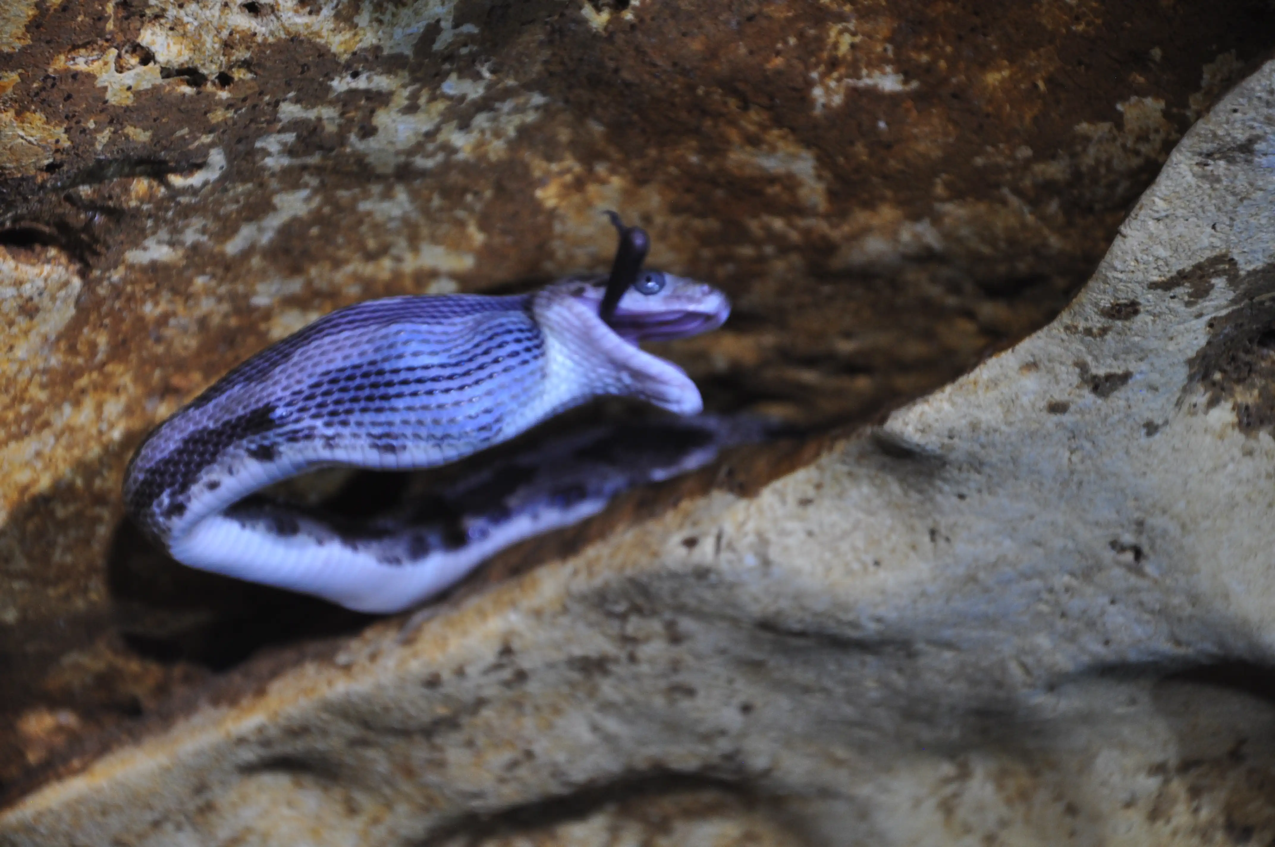 Rat_snake_(Elaphe_flavirufa)_swallowing_a_bat_(7789349690)