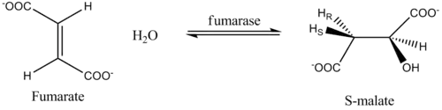 Figura 1. Conversión del fumarato a S-malato.