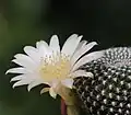 Rebutia krainziana v.albiflora