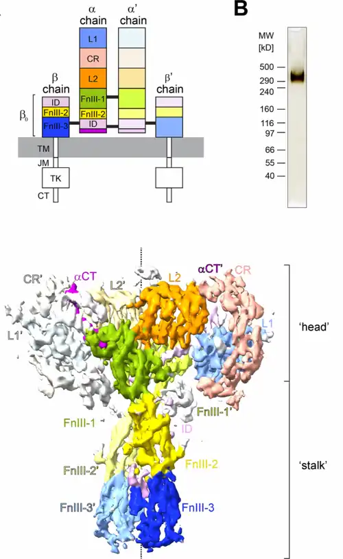 TK= dominio tirosina quinasa (del receptor de insulina).