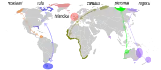 Distribución y rutas migratorias de las seis subespecies de C. canutus