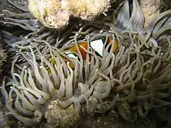 Sumergido en Heteractis crispa.