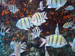 Arrecife del Mar Rojo