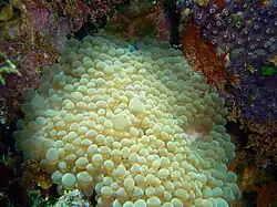 En Hino Maru, Chuuk, Micronesia.