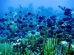 Cardumen en las islas Vírgenes