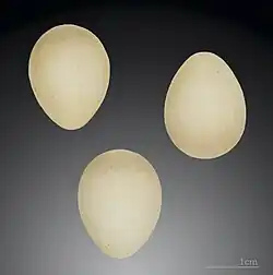 Regulus regulus inermis