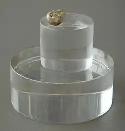 El diente de leche conocido como Niño de Orce es probablemente el resto fósil de Europa occidental más antiguo, 1,4 Ma, y perteneció a un Homo sin especie asignada. Se encontró junto a restos de industria lítica y acumulación de comida de hienas gigantes.